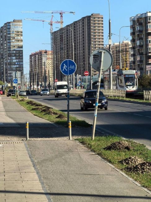 Молодые деревья начали высаживать на улице Московской в Краснодаре на участке от Жигулёвской до Петра..