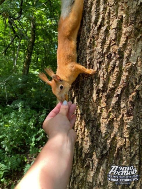 🐿Ручная белка каждое утро встречает по пути на работу и получает заслуженную..