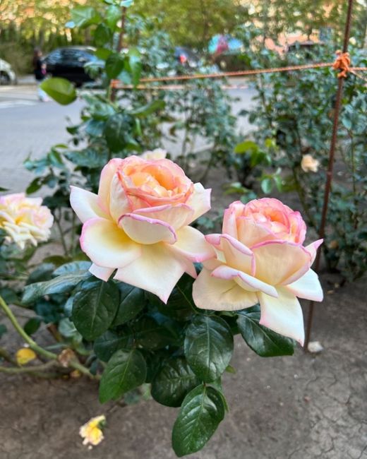 Середина октября в Краснодаре: во дворах продолжают цвести розы 🌹  Фото..