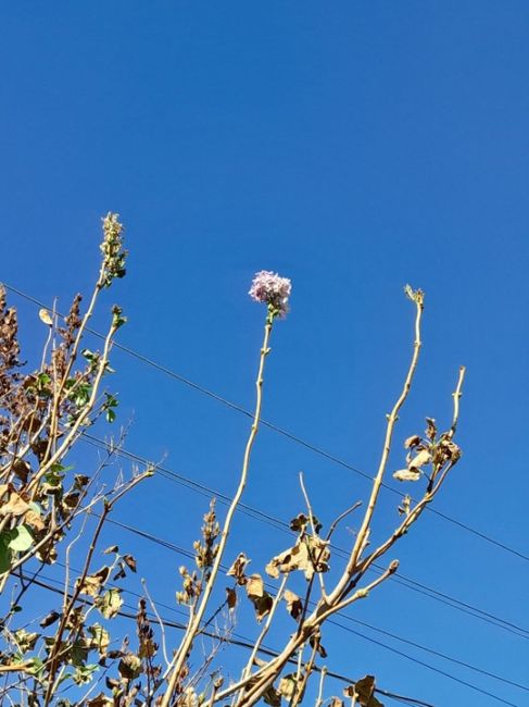 🌸 В Ростовской области зацвела сирень. На улице вроде прохладно, но комфортно для растений. Это..