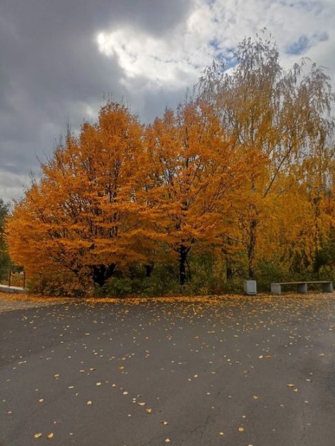 Осеннее очарование Ботанического сада ЮФУ. Красота..