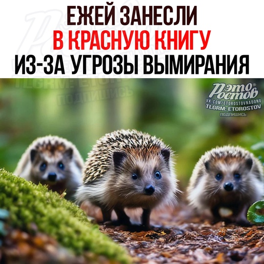 🦔 Ежей занесли В КРАСНУЮ КНИГУ как вид, близкий к вымиранию. Мировая популяция сократилась нa 30% 😢 
Οcнοвнaя..