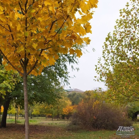 🍂🍁 Красивая осень в Ботаническом саду ЮФУ,..