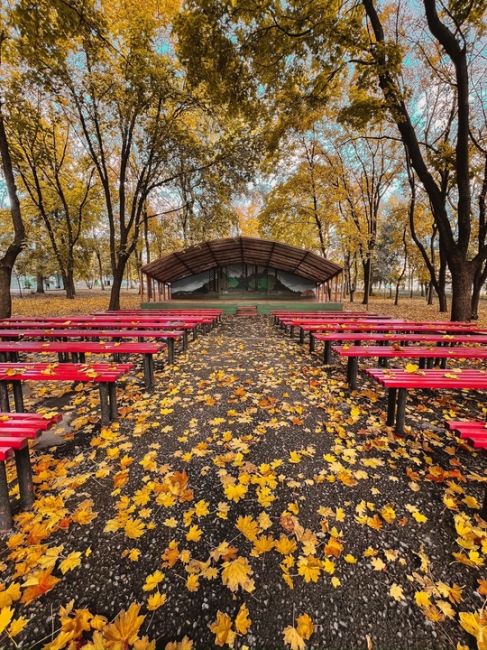 🍁 Редкая сухая ростовская осень.  Фото: Денис..