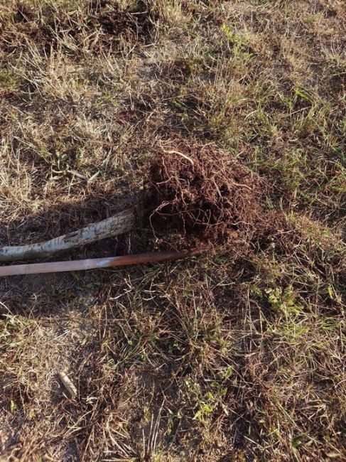 В Краснодаре неизвестные неожиданно сломали и выкорчевали дуб-хранитель, который активисты Юбилейного..