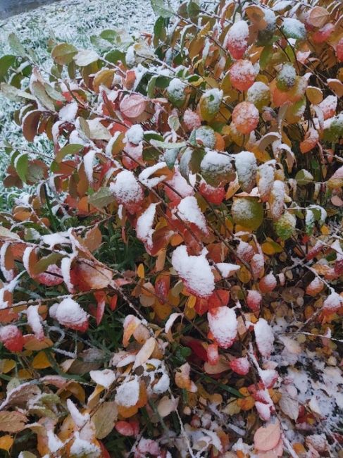 ☃Зима наступила в Ленобласти 
Снег пошел в Подпорожском районе и..