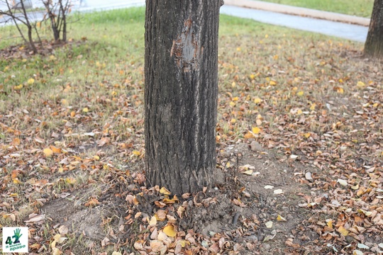 📝🌳🚜 
Мы вновь посетили сквер им. Валерия Иконникова. 
Напомним, летом в нем проходили работы по..