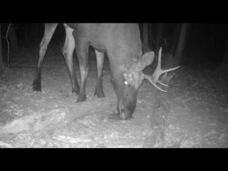 В Жигулевском заповеднике поделились кадрами лося  Фотоловушка заповедника поймала в кадр самца лося, у..