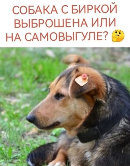 🐕 «Сегодня отравили нашу любимую бездомную собаку на Зорге, 33/6. Попытались спасти её, но собака не выжила 😢..