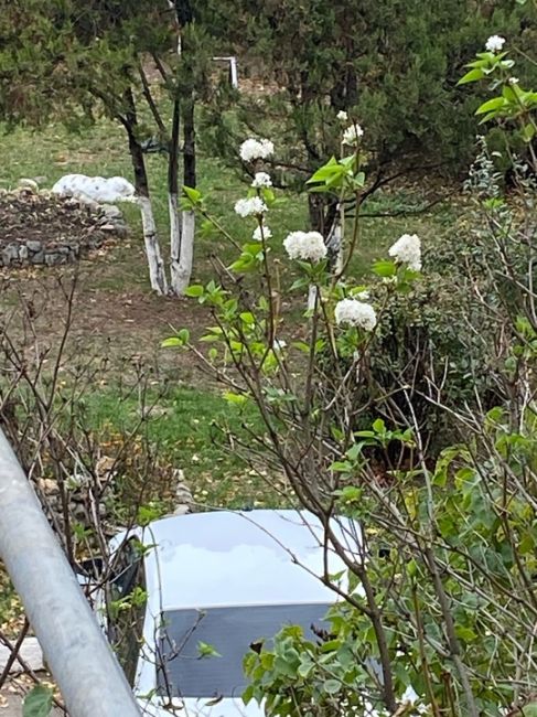 🌸 В Ростовской области зацвела сирень. На улице вроде прохладно, но комфортно для растений. Это..