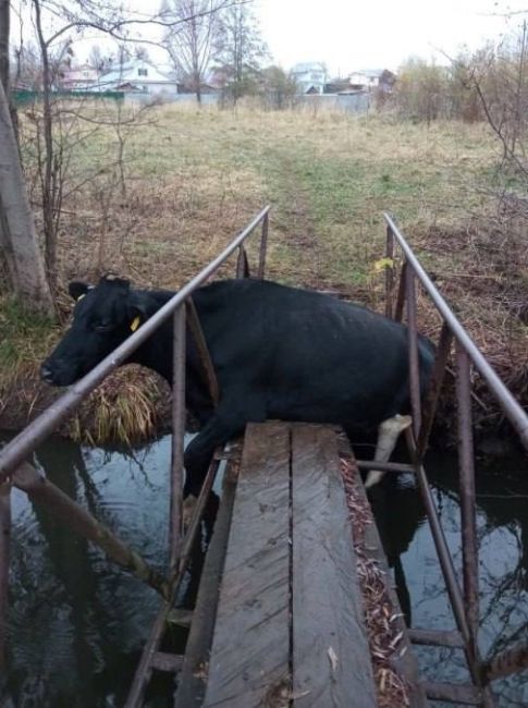 🗣️В селе Мотмос корова застряла на мосту. Надеемся, бедолагу..