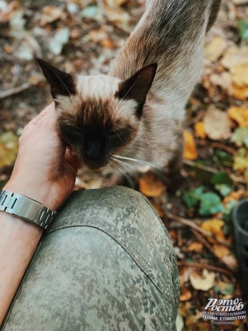 Наши бойцы обедали, как вдруг к ним пришла эта красавица😻. Теперь она часть дружной..