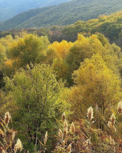 Осень в Абрау-Дюрсо 🍁  Фото..