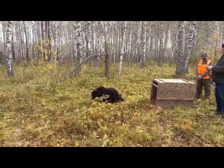 Медвежонка Нику выпустили на волю в заказник под Новосибирском.  Она была найдена волонтёрами в истощённом..