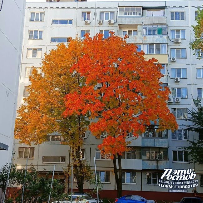 🍁 Зοлοтοй и κpacный κлёны в ростовском..