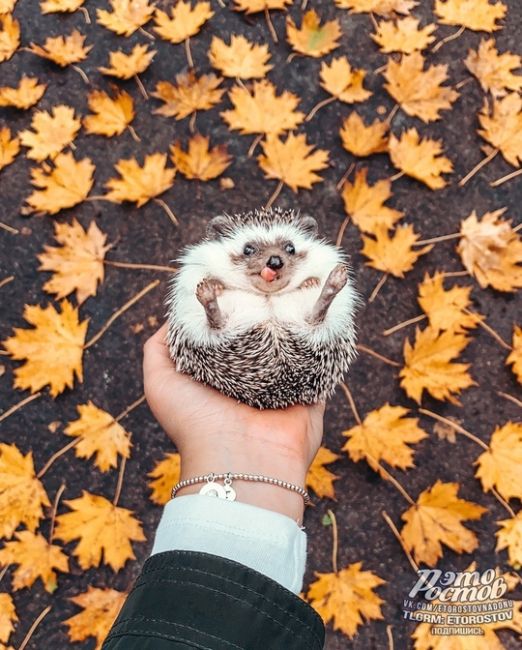 🍂🍁 Согревайте любимых..