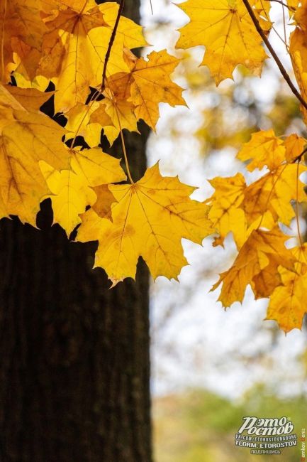 Осень — это вторая весна, когда каждый лист — цветок! 🍁  Фото: Денис..