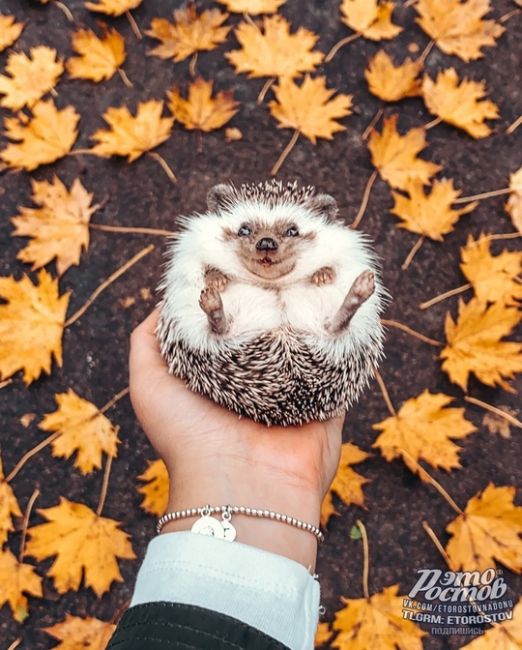 🍂🍁 Согревайте любимых..