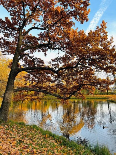 🤎 Царское Село все сильнее наряжается в..