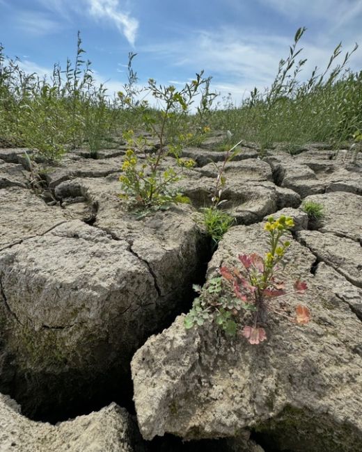 Пустыня Сахара скажете?!
Да нет.
Просто Краснодарское  водохранилище
(Кубанское море) сейчас так..