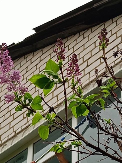 💙 Октябрь, ты точно осень? В городе внезапно зацвела сирень  Фотографиями в соцсетях делятся..