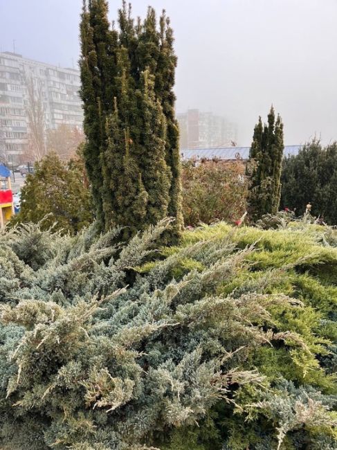 Утренние заморозки в..