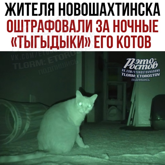 😿💸 Жителя Новошатинска ОШТРАФОВАЛИ за ночные «тыгыдыки» его котов - на хозяина пожаловались соседи  Заявк..