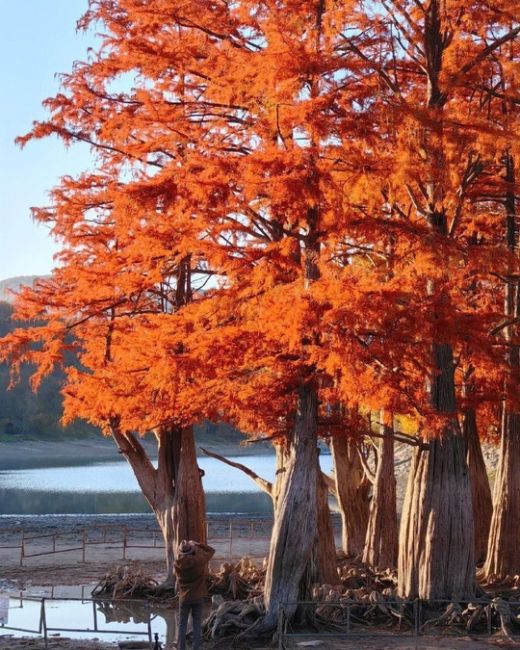 🗣 Магия Кипарисового озера 🍂🍁 Способность этих древних великанов менять свой наряд в зависимости от..