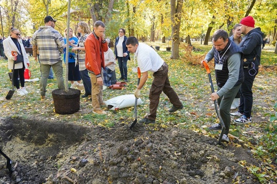 10 Апостолов вернулись в Городской сад Краснодара через 500 лет  Десять дубов - крупномеров высадили в..