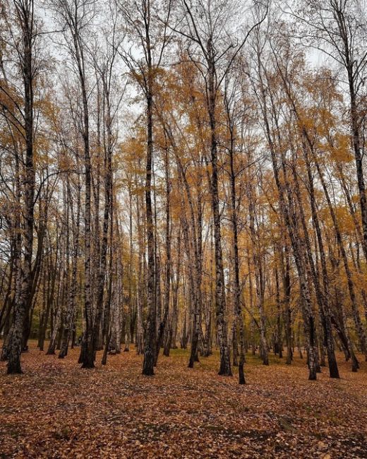 Гуляя по осеннему Краснодару 📸🍁  Фото..