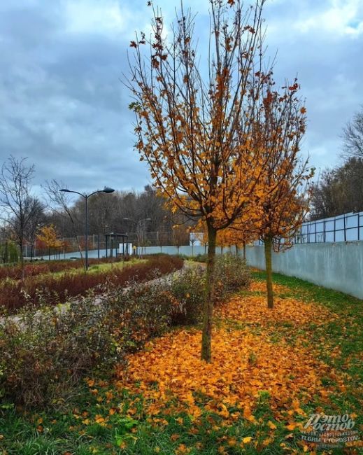 🍁 Парк "Первая миля" в Ростове  🍁 Парк стал гораздо лучше. Его не забросили, а, наоборот, высадили много..