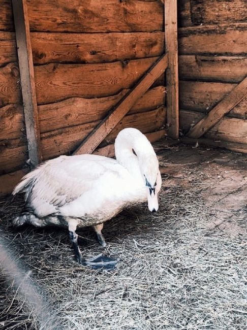 В парке «Самарская лука» поделились кадрами спасенного лебедя  В июне сотрудники Жигулевской ГЭС заметили..