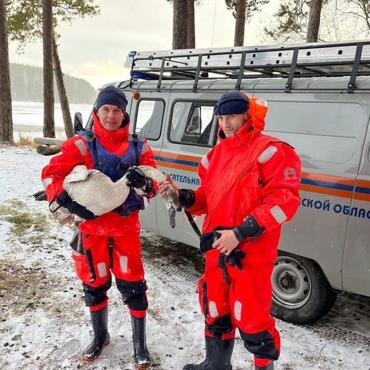 🦢 В Кыштыме спасли раненого лебедя.  Стая из двенадцати белых птиц остановилась на отдых на Дехановом пруду,..