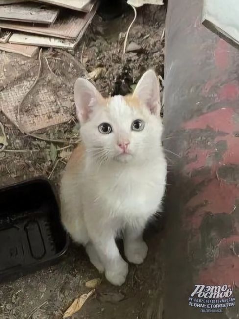 😿Котёнок Васька получил ранение во время артобстрела на СВО и сейчас восстанавливается  Пушистый родился..