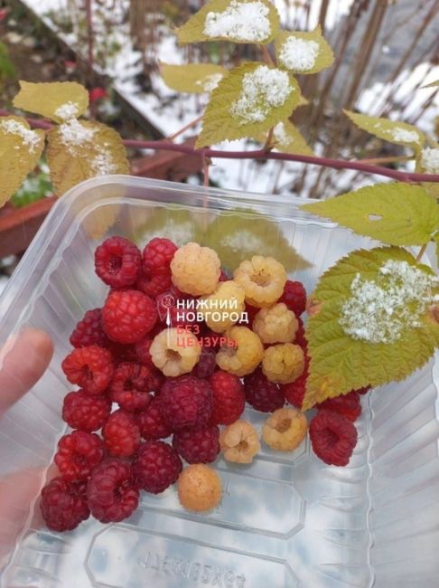 🗣️ Нижегородка собрала ноябрьский урожай малины  А вы чем занимаетесь в этот морозный..