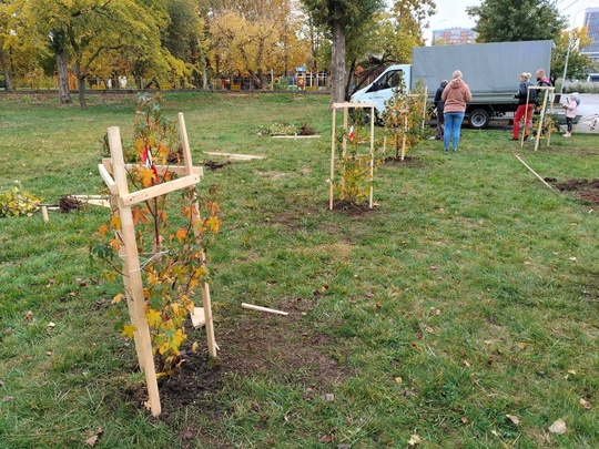 В «Солнечном острове» посадили ликвидамбары 
Ликвидамбар - это красивое листопадное дерево с..