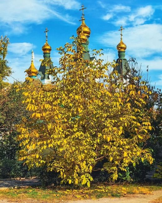 Осень в ростовских дворах🍁  Фото: Алексей..