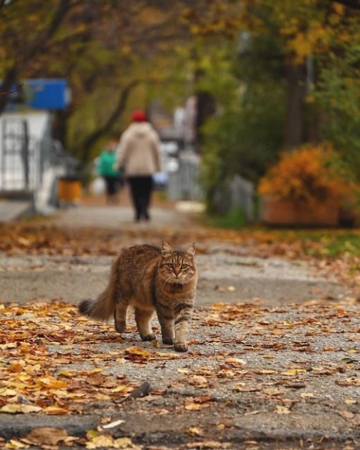 Котики и осень 🍂  Фото..