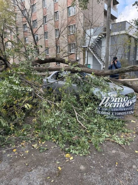 ⚠️🌳 Деревопад в Ростове продолжается.  «На Нансена прям перед машиной рухнуло, повезло», - рассказывает..