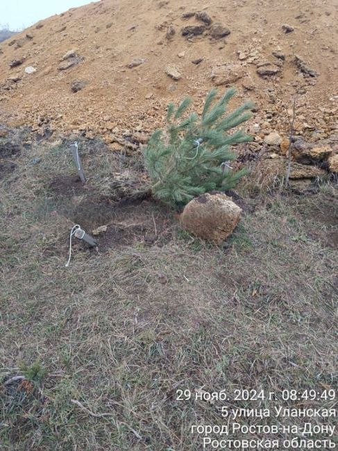 В ростовском парке 70-летия Победы в Суворовском неизвестные вандалы вырвали недавно высаженные сосны  Кому..