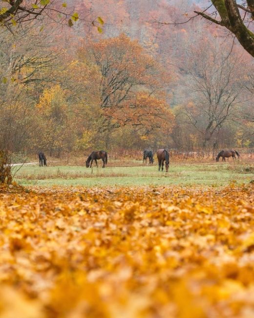 Недалеко от Хамышков, Адыгея 🍂  Фото..