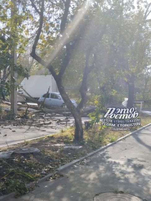 ⚠️🌳 Деревопад в Ростове продолжается.  «На Нансена прям перед машиной рухнуло, повезло», - рассказывает..