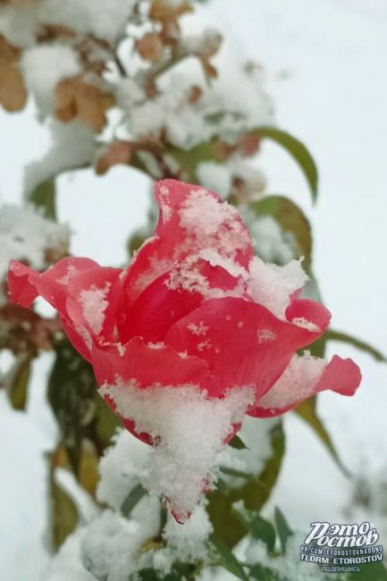 ❄🌹 Зимние розы. Кашарский..