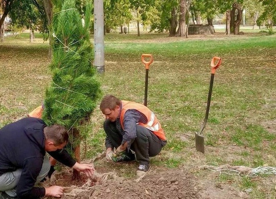 Уже около 3 000 деревьев и кустарников высадили в Краснодаре с начала года  Компенсационное озеленение..