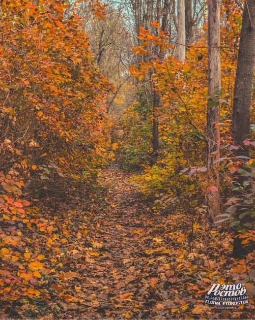 🍂 Οceнь в Τeмepницκοй pοщe. Бeлοчκи зaпacaютcя нa..