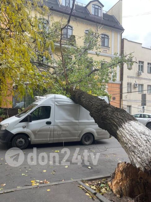 ⚠ Деревопад начался. Одно рухнуло на грузовик на Суворова, второе на Текучёва  ⚡Если у вас есть кадры..