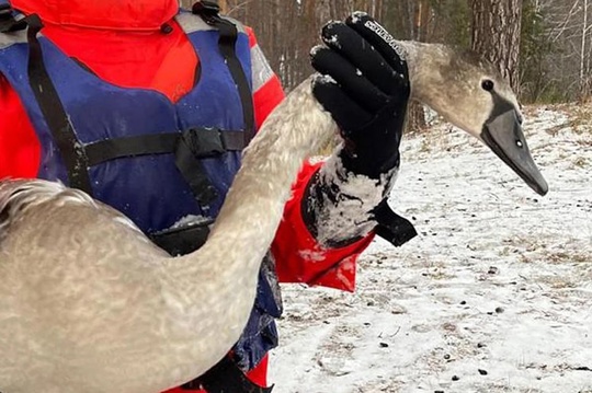 🦢 В Кыштыме спасли раненого лебедя.  Стая из двенадцати белых птиц остановилась на отдых на Дехановом пруду,..