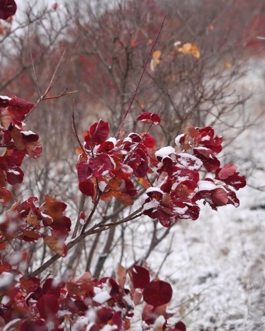 Осенне-зимние склоны Маркотха, когда зима пришла чуть раньше ❄🍁  Фото:..