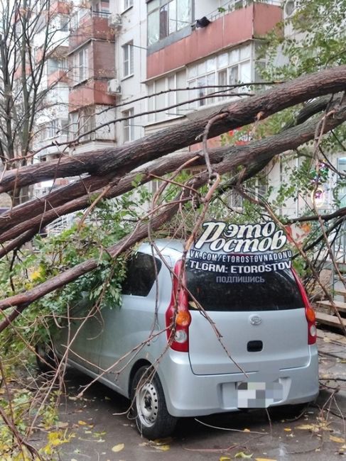 ⚠️Деревопад на машины продолжается. Еременко, 60/3 (1-3 фото) и Стачки, 233 (4-6..