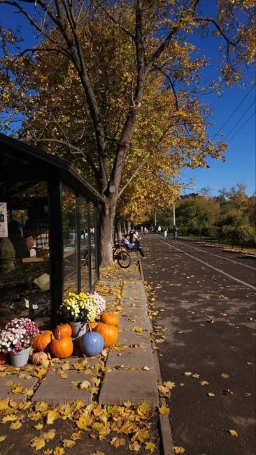 🍁 Прогулка вдоль «Первой..